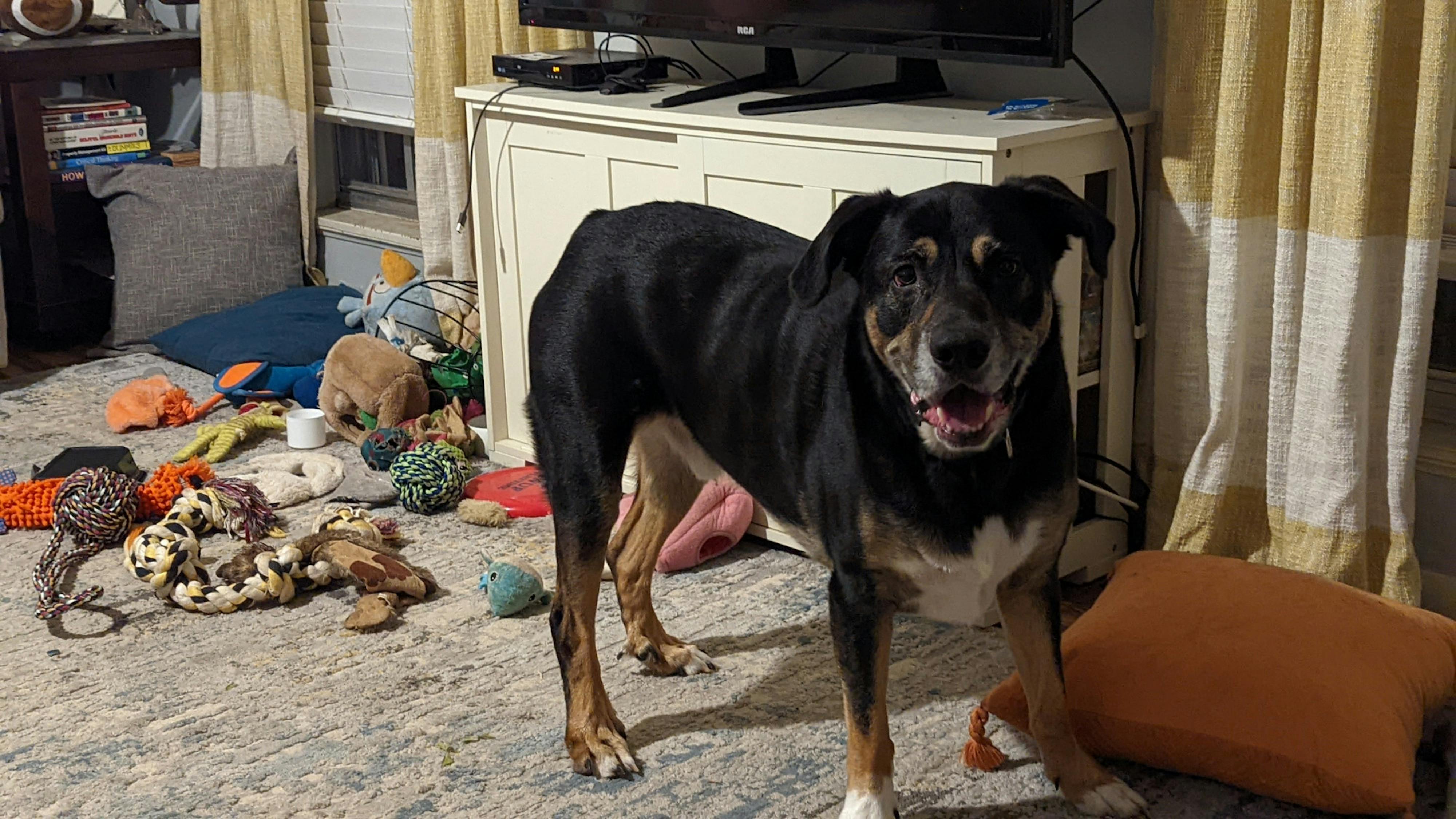 Introducing The Cluster's Pet of the Week series: Meet Hank! - Vimarsana News