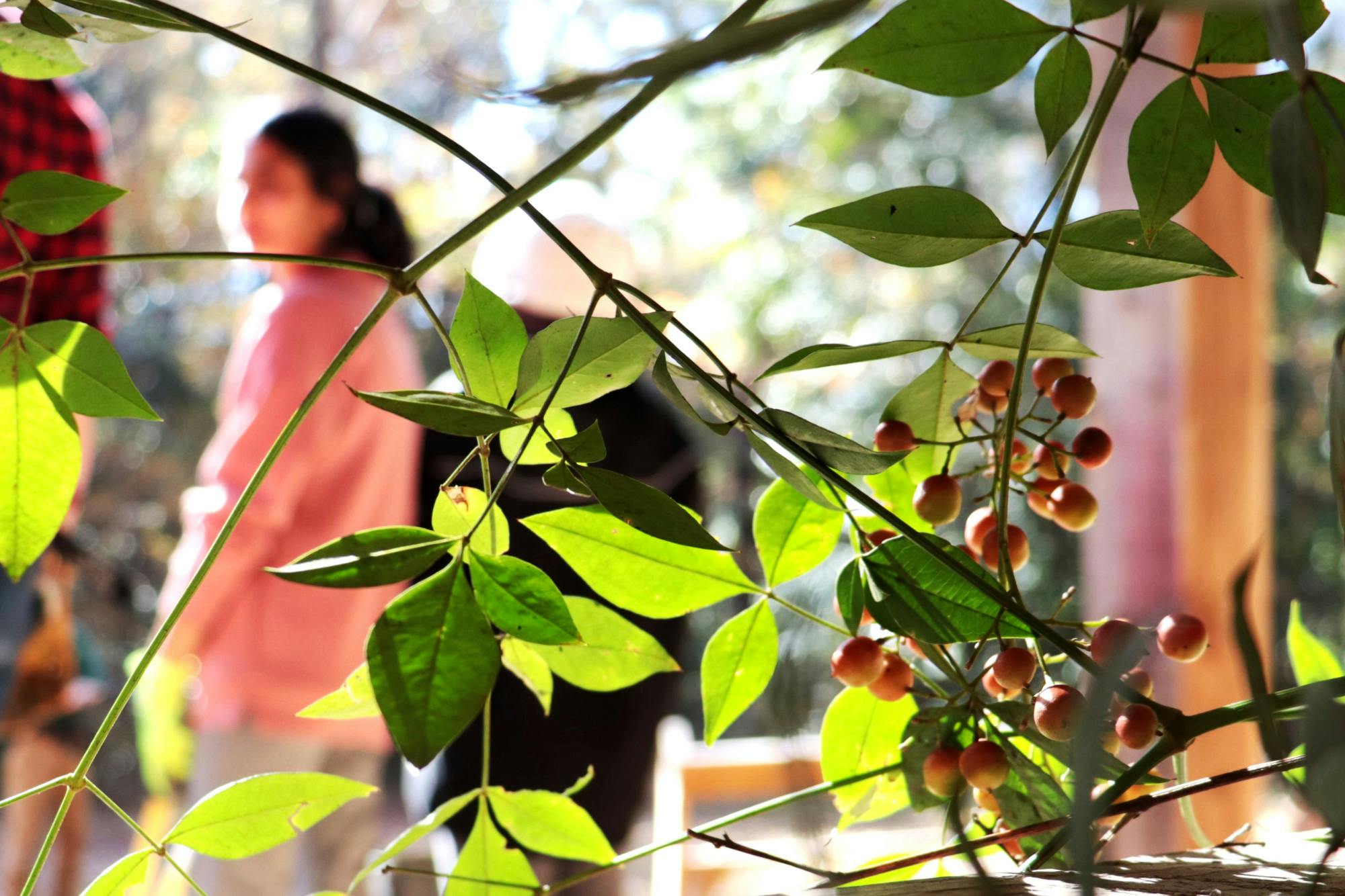 Mercer and Wesleyan volunteers weed out ‘fearsome five’ invasive species – – The Mercer Cluster