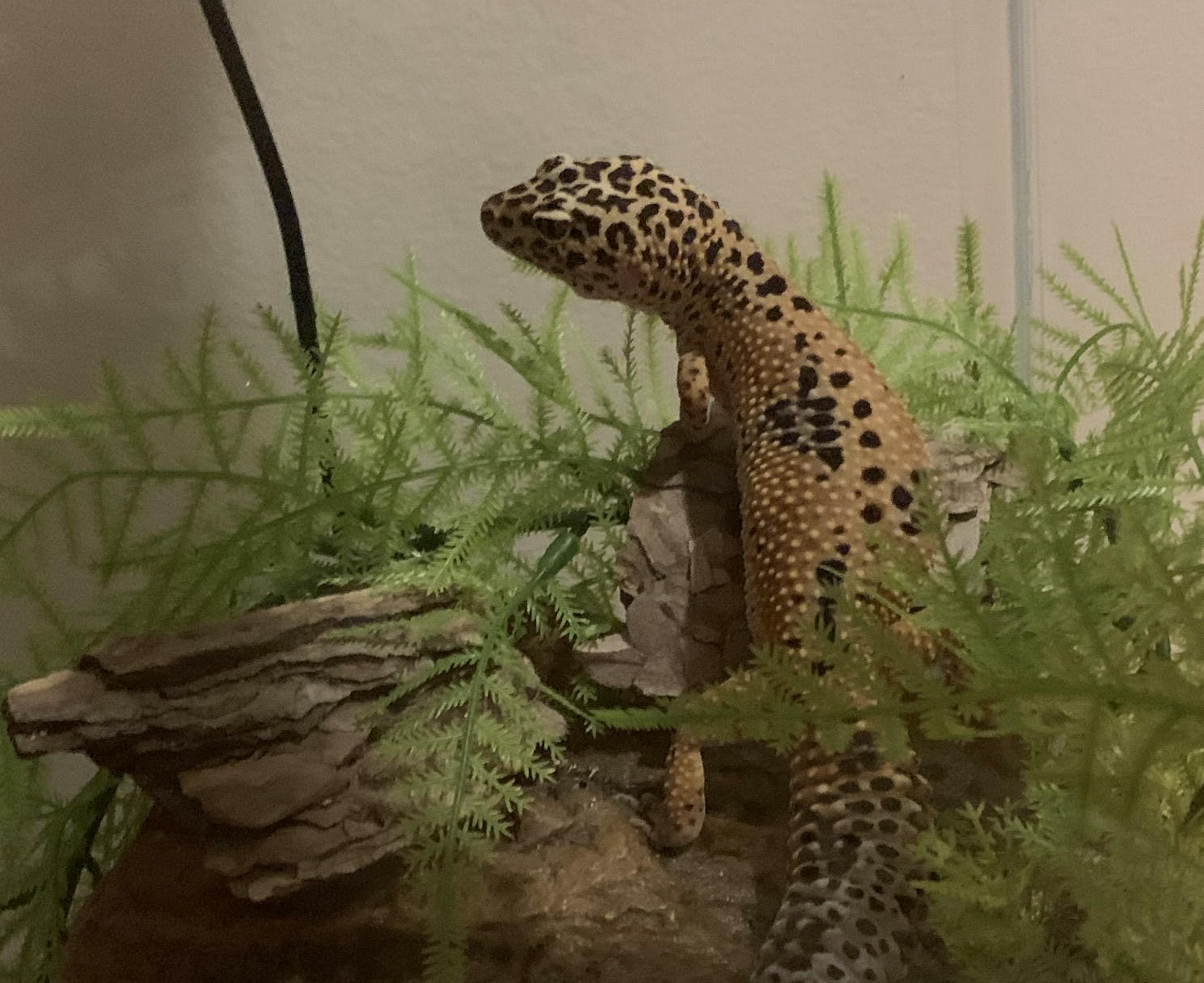 Nova: The sociable leopard gecko! - The Mercer Cluster - Vimarsana News