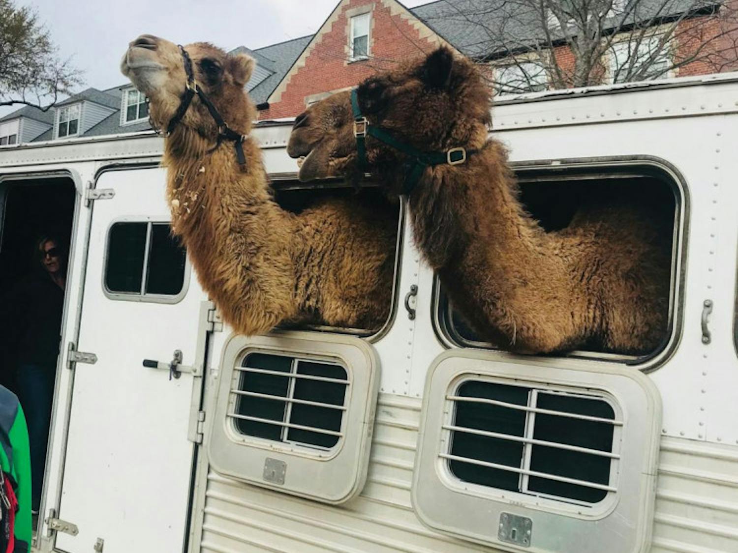 Camel_ONLINE