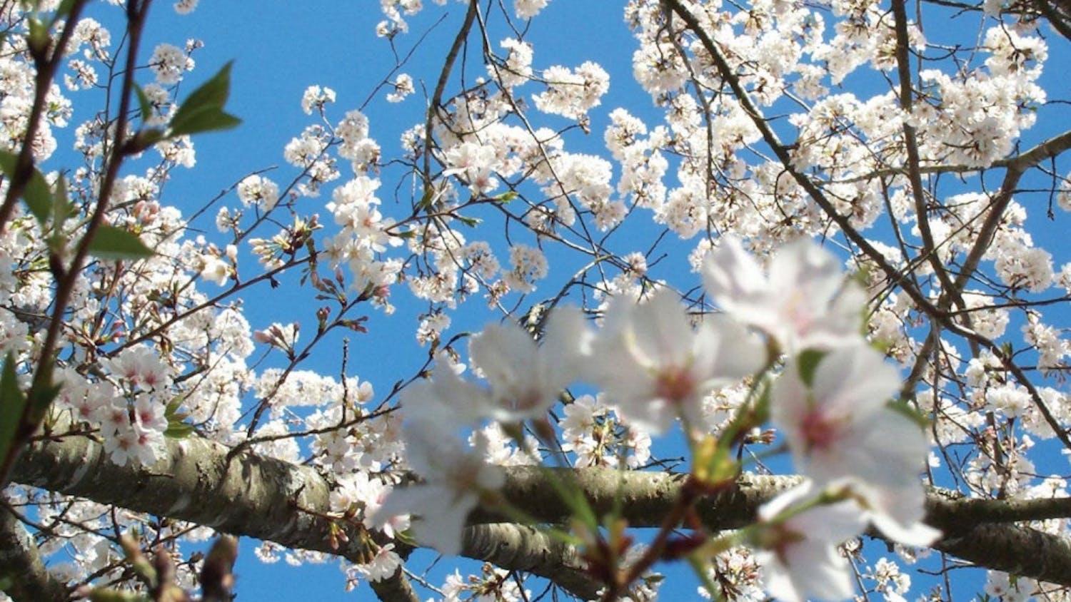 CB_ONLINE-e1520972930909