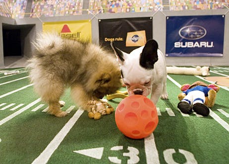 puppybowl