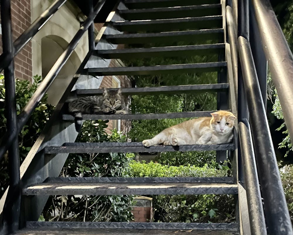 <p>Campus feral cats Sally (left) and Tommy (right) lay on stairs near Roberts Hall. (Photo provided by Maddie Malcom) </p>