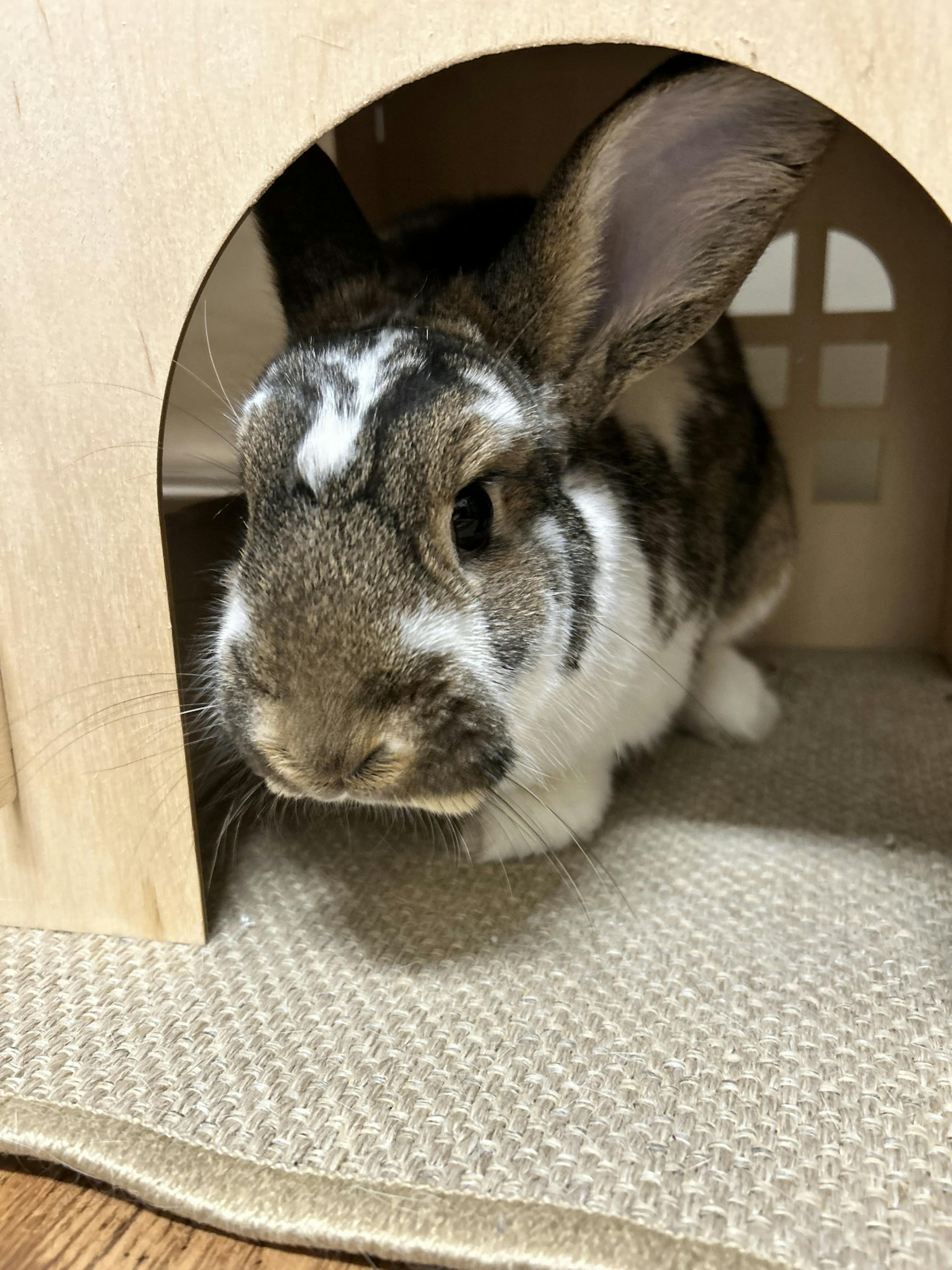 Clover the bunny! - The Mercer Cluster - Vimarsana News