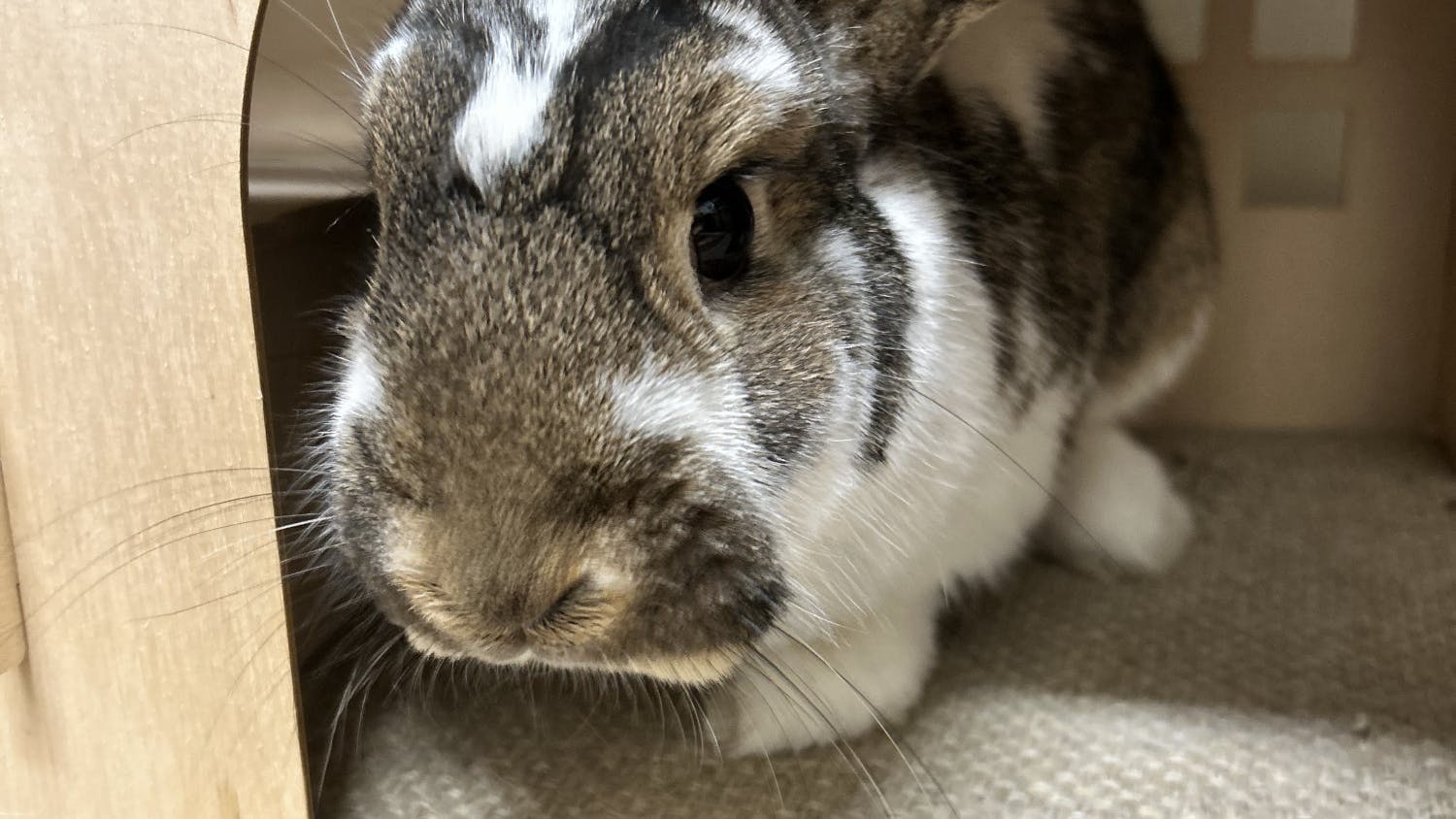 C9B0D7CC-5EC5-4E32-9A6C-22EDF1531AE9 - Jaiden Aliff.jpeg