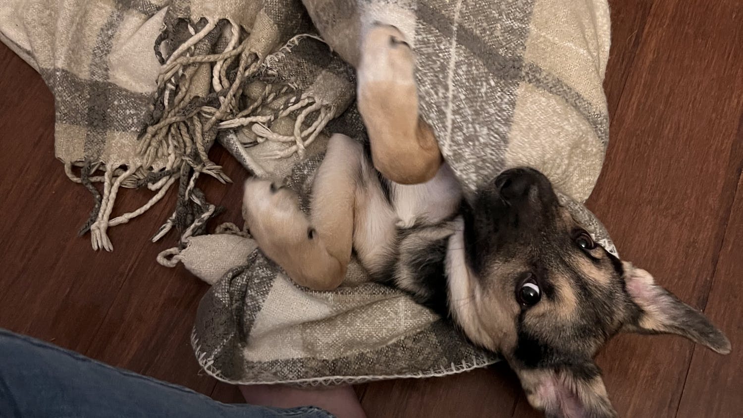 C164FF8B-D447-4BB1-B890-921ECC86500C - Josephine Hughes.jpeg