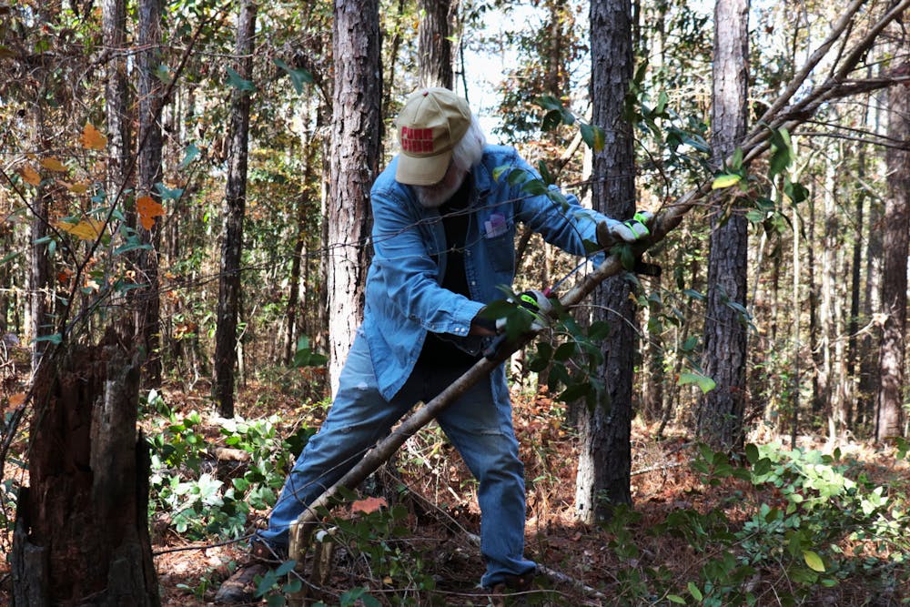 Barry Rhoades, a co-founder of Wesleyan’s arboretum, felled a 12-foot tall glossy privet on Nov. 15, 2025.