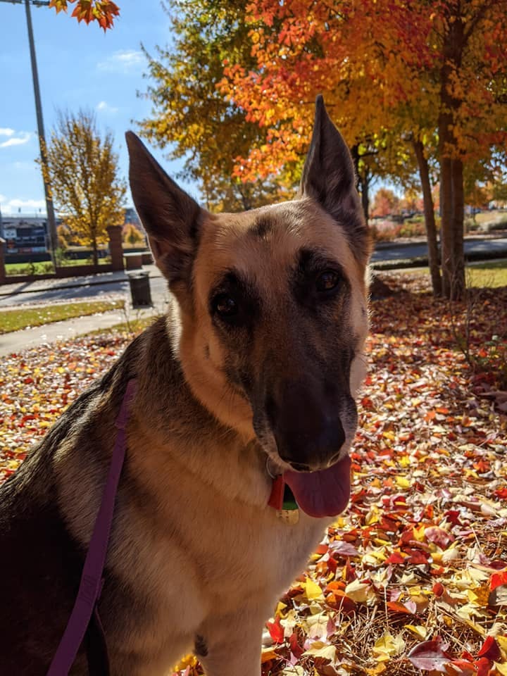 SarabieFall1 - Jennifer L. Tillery.jpg