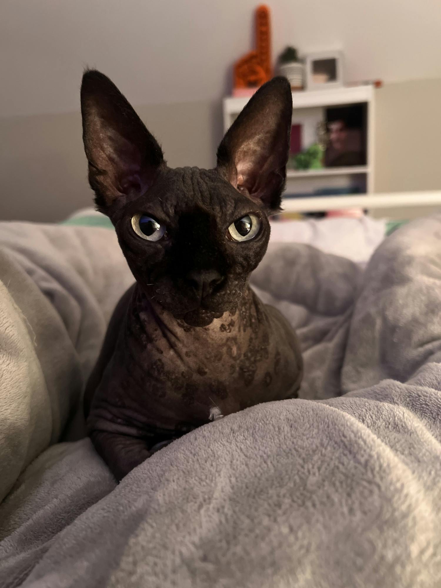 4B33B7B0-0792-4389-8F0C-4DC8CC7D2BA3 - Bailey Byrdsong.jpeg