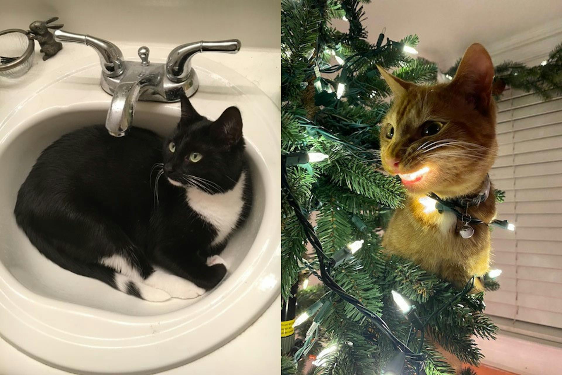 Catty sibling duo Magrat and Milo! - The Mercer Cluster - Vimarsana News