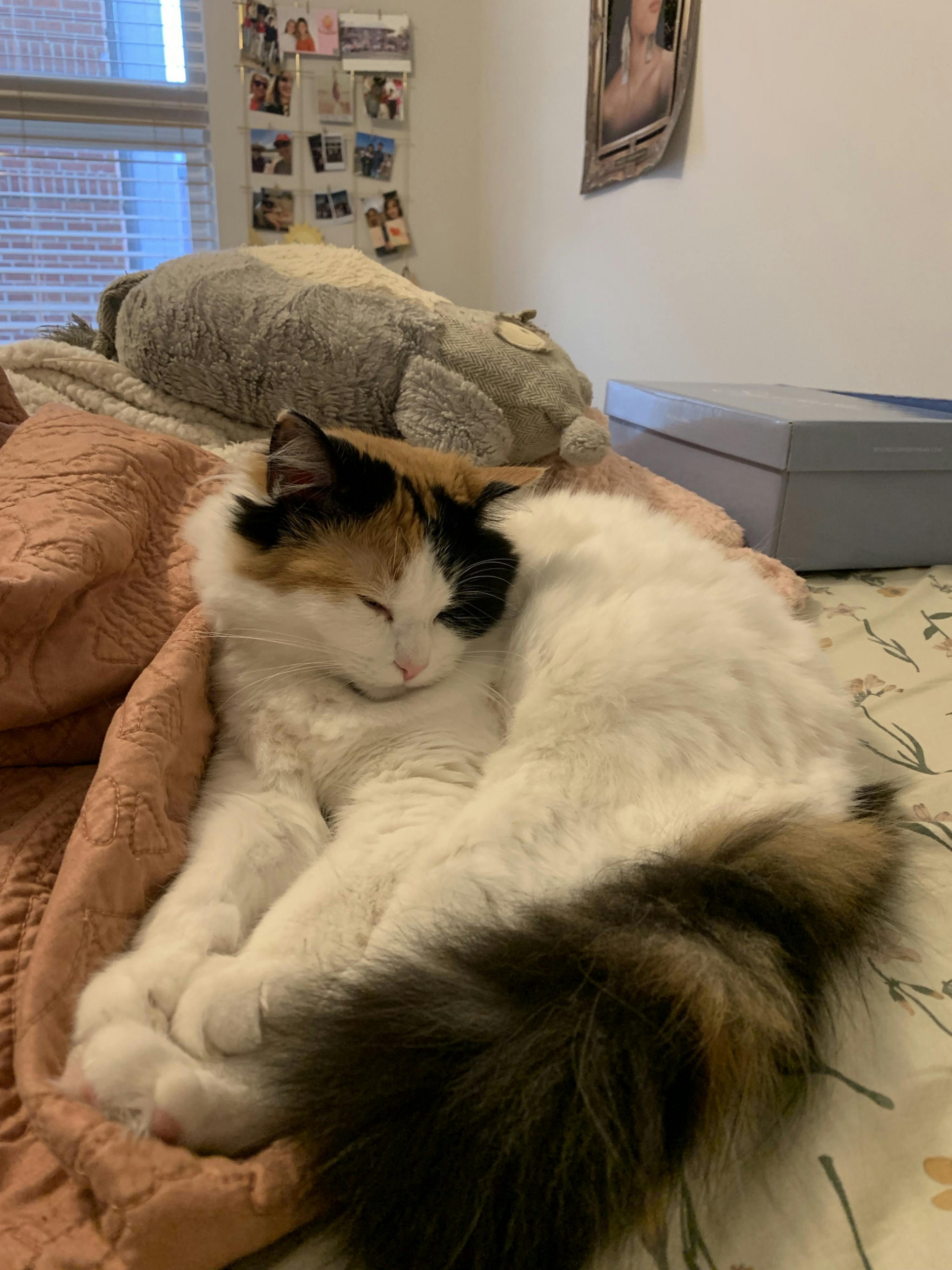 Oatmeal: Street cat turned beloved college cat! - The Mercer Cluster - Vimarsana News