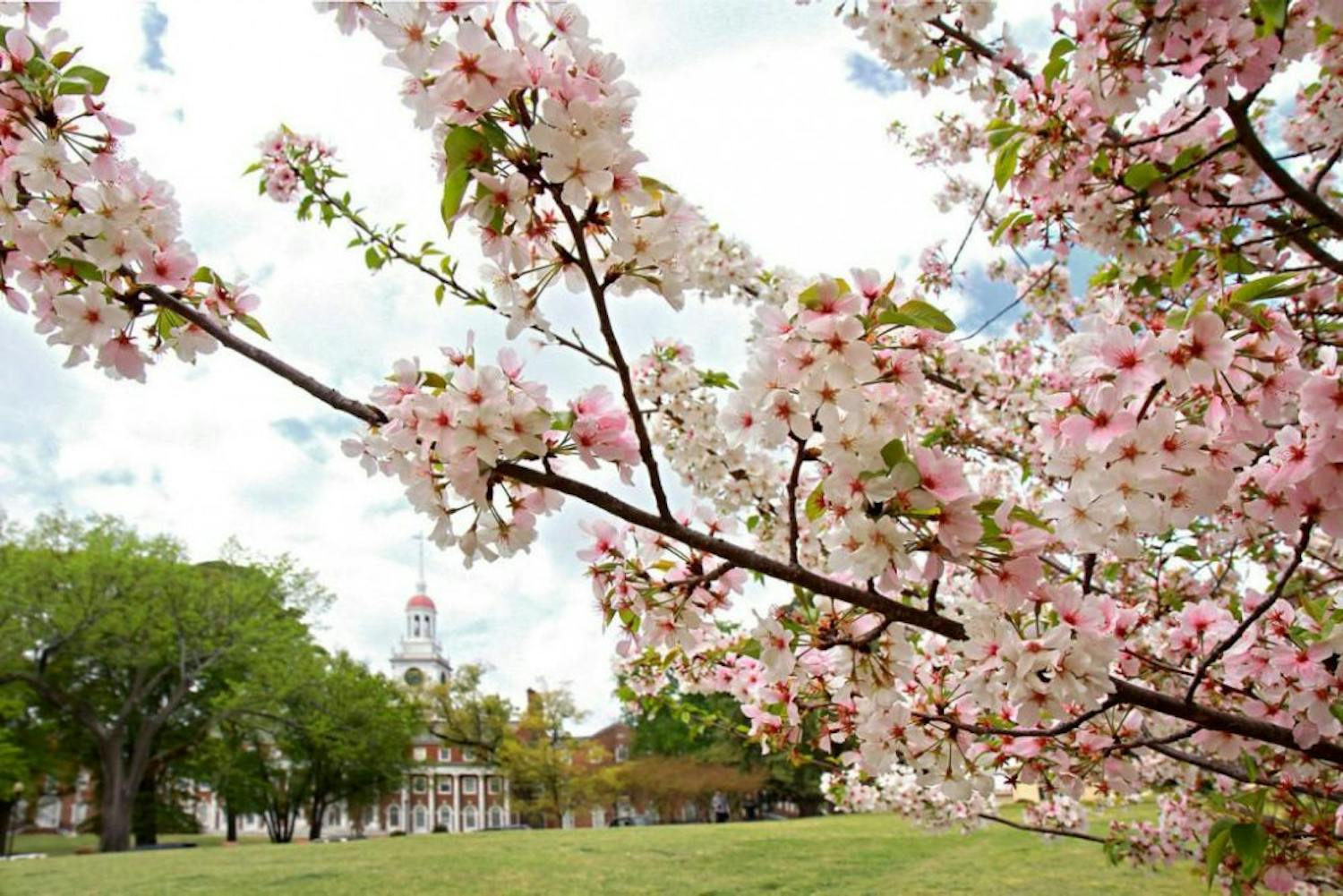 law-school-with-cherry-blossoms-X2