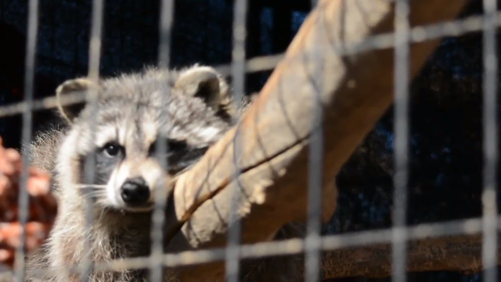 Sonflower-ranch-raccoon