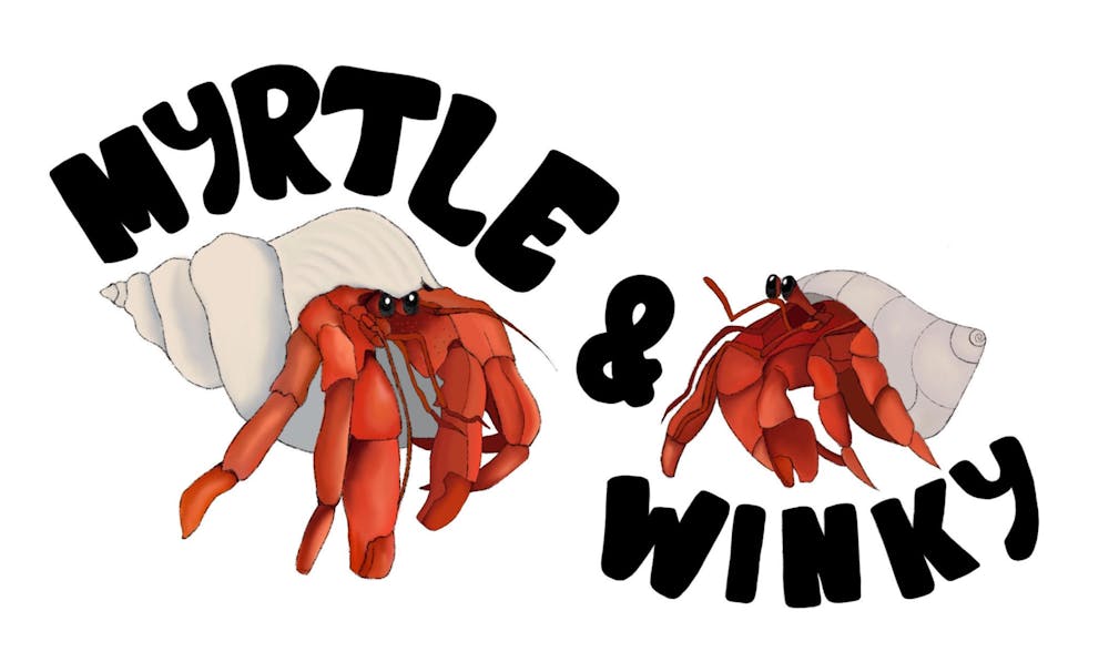 <p><em>The level of care needed to raise hermit crabs is often underestimated. (Graphic by Sandra Abrantes)</em></p>