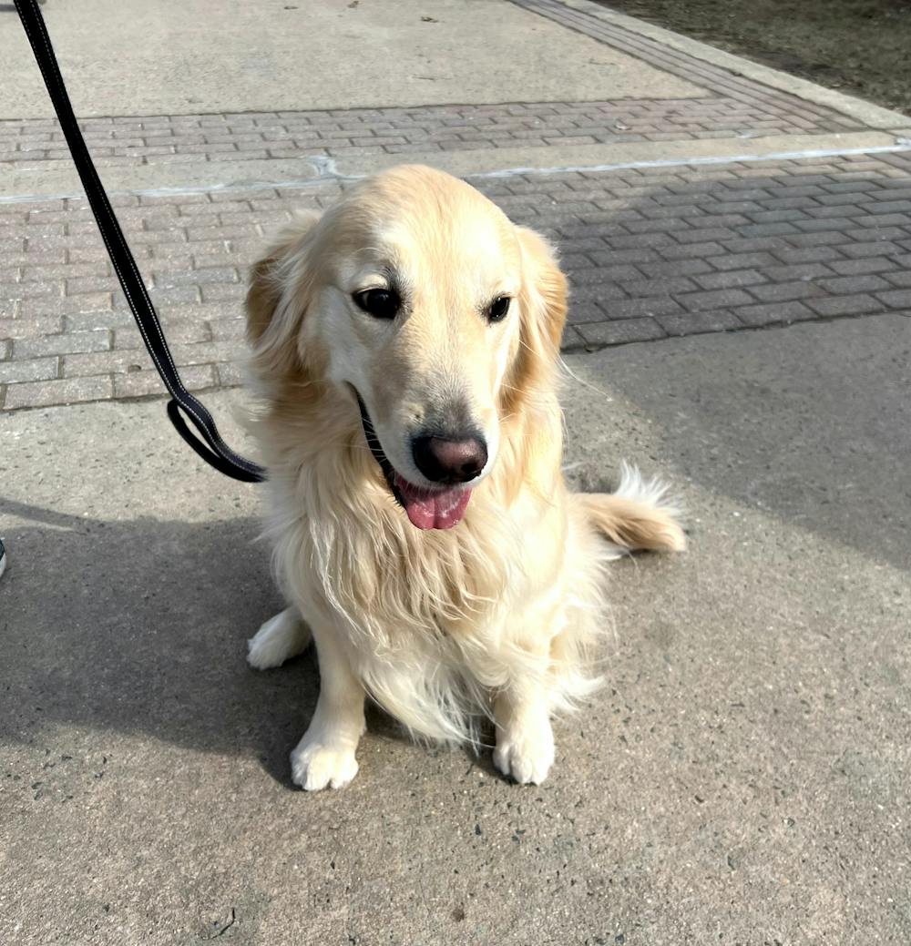 Zoey the golden retriever is always there when students need a dose of stress relief (Photo courtesy of Elizabeth Gladstone/Photo Editor).