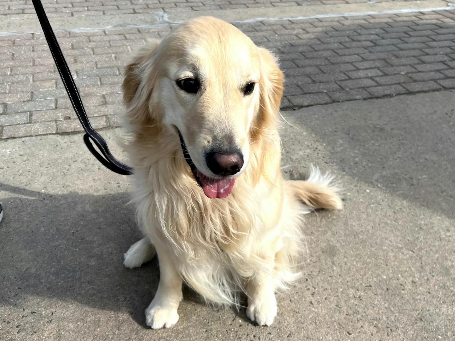 Zoey the golden retriever is always there when students need a dose of stress relief (Photo courtesy of Elizabeth Gladstone/Photo Editor).