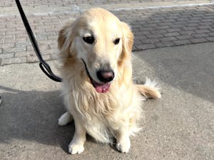 Zoey the golden retriever is always there when students need a dose of stress relief (Photo courtesy of Elizabeth Gladstone/Photo Editor).