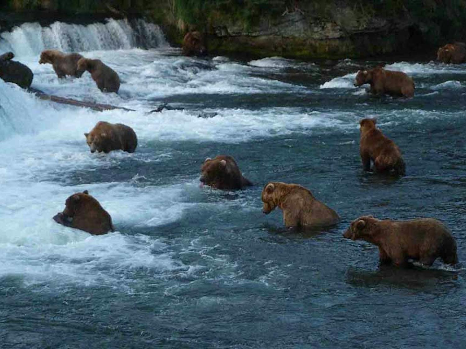 Bears have to eat from 80 to 90 pounds of food every day in the summer and fall in order to prepare for winter hibernation. They may lose up to one-third of that weight before waking up in the spring. (Photo courtesy of the National Park Service/“Bears at Falls in July.” January 18, 2018).
