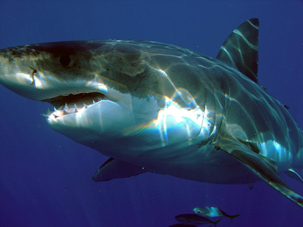 <p><em>Western Australian government issues “kill” order on deadly Great White Shark. (Photo courtesy of </em><a href="https://commons.wikimedia.org/wiki/File:Carcharodon_carcharias.jpg" target=""><em>Wikimedia Commons</em></a><em>)</em></p>