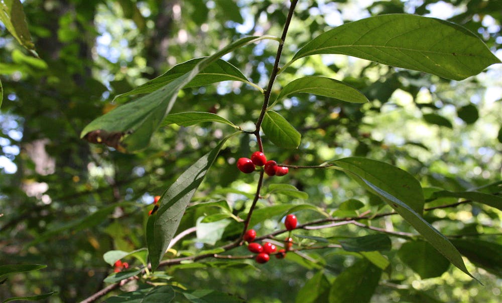 <p>The red berries of the northern spice bush can easily be seen among a green summer canvas <em>(Photo courtesy of Wikimedia Commons/&quot;</em><a href="https://commons.wikimedia.org/wiki/File:Lindera_benzoin.jpg" target=""><em>L. benzoin showing drupes and leaves</em></a><em>&quot; by Cody Hough. CC BY-SA 3.0. September 18, 2008)</em>.</p>