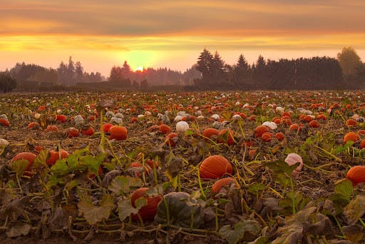 (Photo courtesy of Flickr /“Pumpkin field at sunset” by Bonnie Moreland)