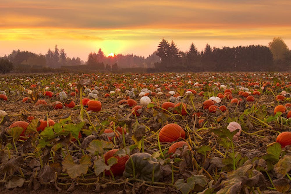 <p><em>(Photo courtesy of </em><a href="https://www.flickr.com/photos/icetsarina/52463957490" target=""><em>Flickr</em></a><em> /“Pumpkin field at sunset” by Bonnie Moreland)</em></p>