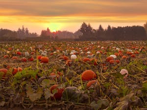 (Photo courtesy of Flickr /“Pumpkin field at sunset” by Bonnie Moreland)