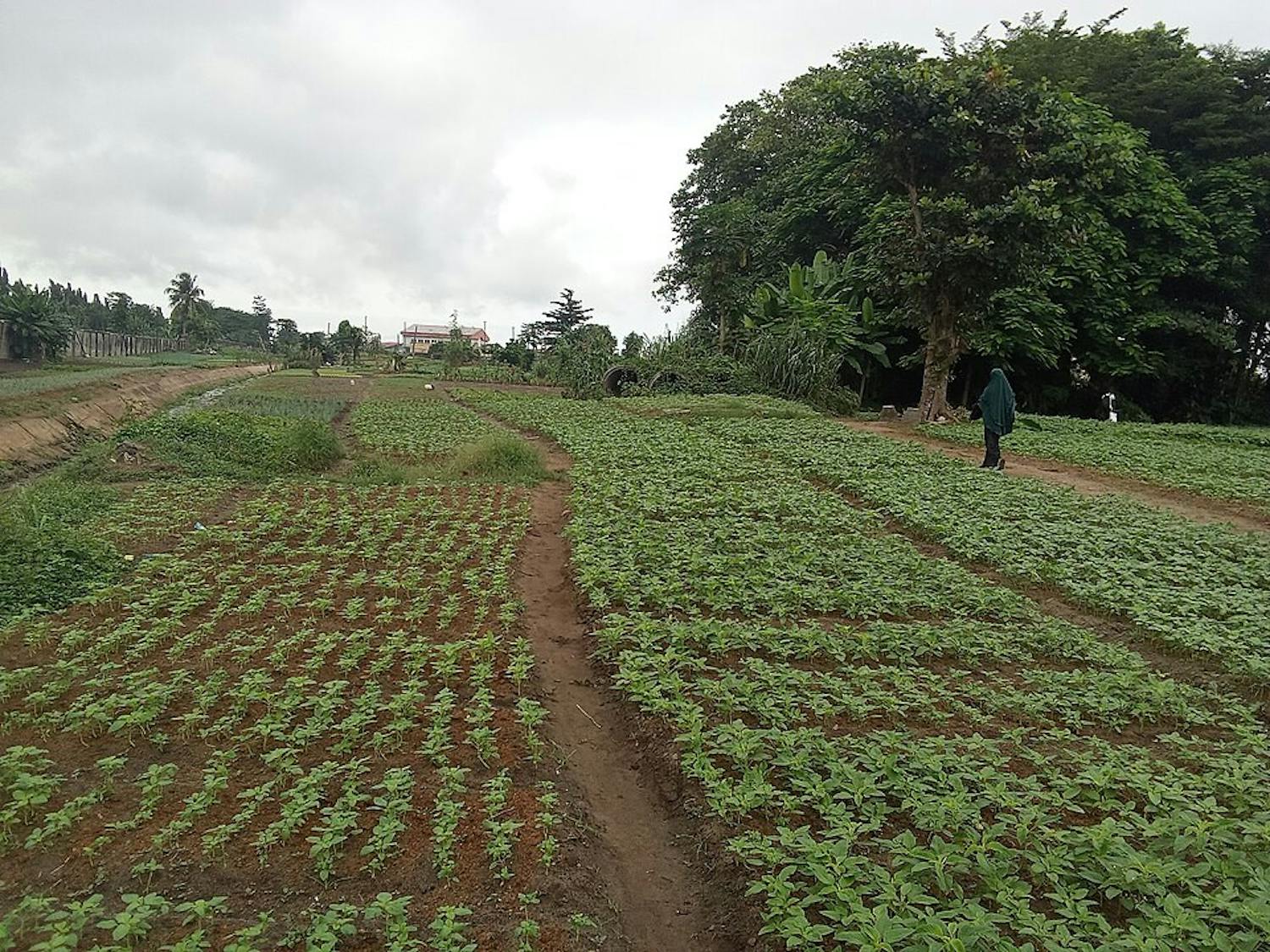 At least 54 Christians were killed at the hands of Islamic Fulani herdsmen on a Nigerian Christian farming community in North-Central Nigeria. (Photo courtesy of Wikimedia Commons / MissyMooooo, Aug. 15, 2024)
