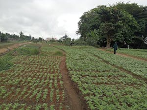At least 54 Christians were killed at the hands of Islamic Fulani herdsmen on a Nigerian Christian farming community in North-Central Nigeria. (Photo courtesy of Wikimedia Commons / MissyMooooo, Aug. 15, 2024)