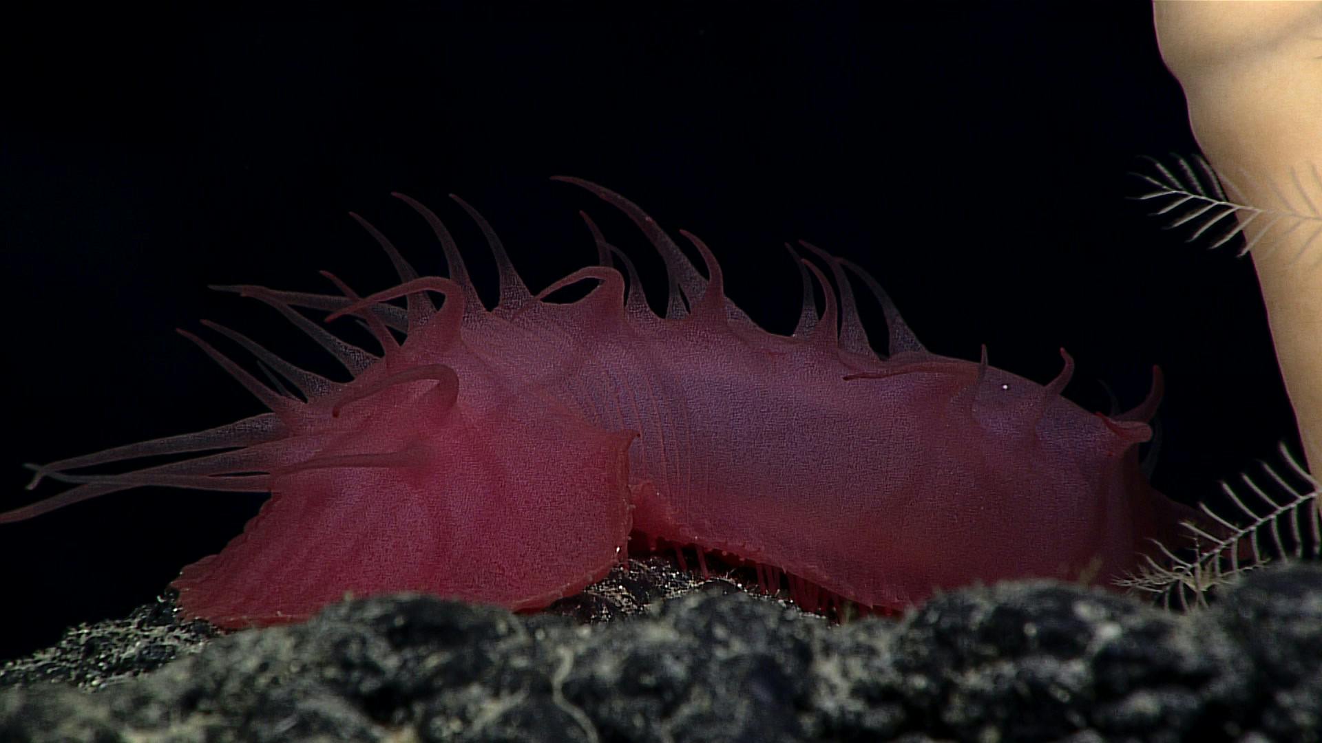Scientists recently created a robot designed to melt and reform, crediting sea cucumbers as their inspiration (Photo courtesy of Flickr/“Sea Cucumber” by NOAA Ocean Exploration. March 12, 2017). 