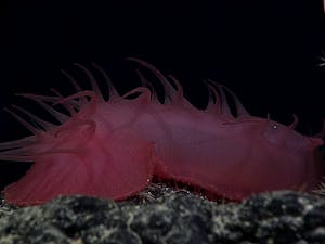Scientists recently created a robot designed to melt and reform, crediting sea cucumbers as their inspiration (Photo courtesy of Flickr/“Sea Cucumber” by NOAA Ocean Exploration. March 12, 2017). 