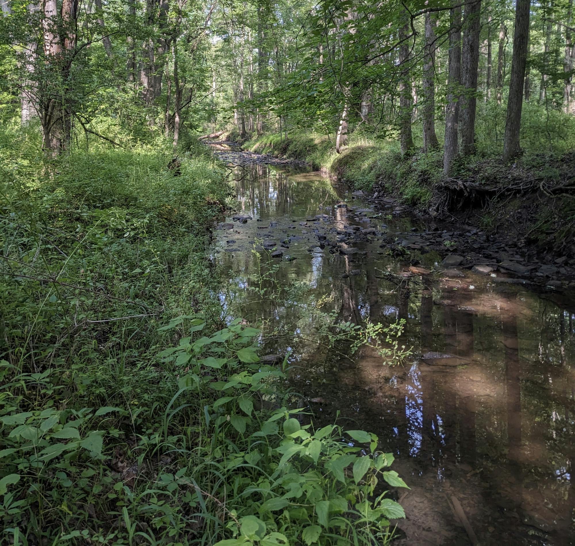 The College owns undeveloped land in Hopewell Township, which is home to many wildlife species. (Photo courtesy of David Galli)