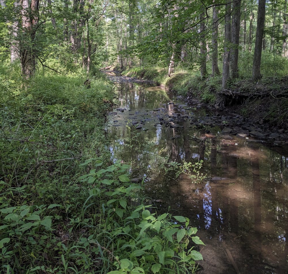 <p><em>The College owns undeveloped land in Hopewell Township, which is home to many wildlife species. (Photo courtesy of David Galli)</em></p>