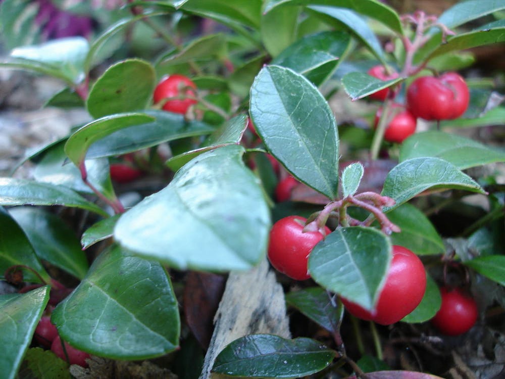 <p><em>An eastern teaberry with ripened red berries (Photo courtesy of Wikimedia Commons﻿ / &quot;</em><a href="https://commons.wikimedia.org/wiki/File:Gaultheria_procumbens.JPG" target=""><em>Gaultheria procumbens</em></a><em>&quot; by John Delano. LGPL. October 14, 2005).</em></p>