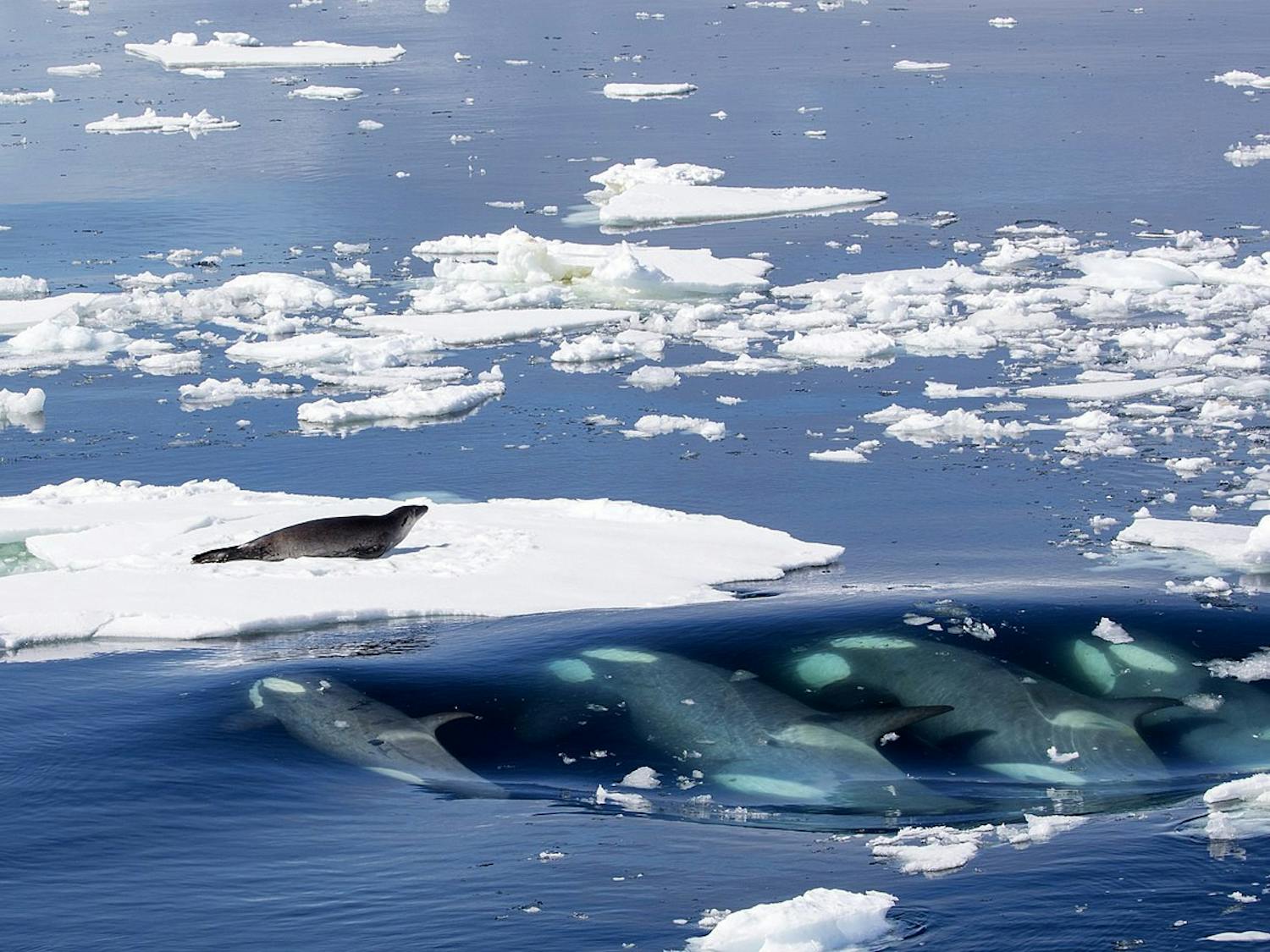 A pod of killer whales was trapped by ice off the coast in Japan, causing concern among environmental groups and the Japanese government (Photo courtesy of Wikimedia Commons / Callan Carpenter. January 3, 2018).