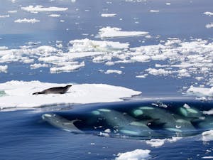 A pod of killer whales was trapped by ice off the coast in Japan, causing concern among environmental groups and the Japanese government (Photo courtesy of Wikimedia Commons / Callan Carpenter. January 3, 2018).