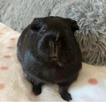 From Cleo the guinea pig, pictured, to Dinner the hamster, students at the College have turned to furry friends who offer a comforting reminder of home and a source of joy and connection (Photo courtesy of Natalia Revill).