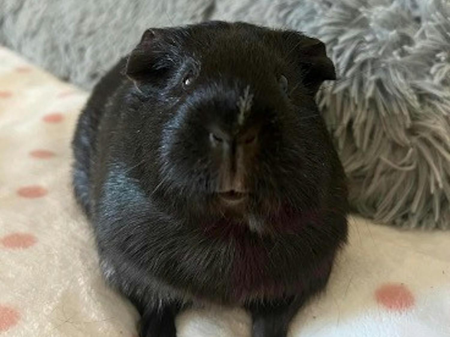 From Cleo the guinea pig, pictured, to Dinner the hamster, students at the College have turned to furry friends who offer a comforting reminder of home and a source of joy and connection (Photo courtesy of Natalia Revill).