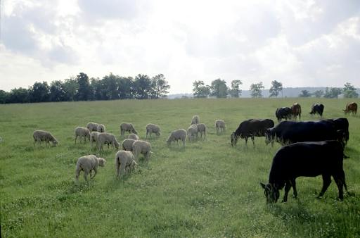 Brazilian meat production fails to comply with the EU’s antimicrobial rules. (Photo courtesy of Wikimedia Commons)