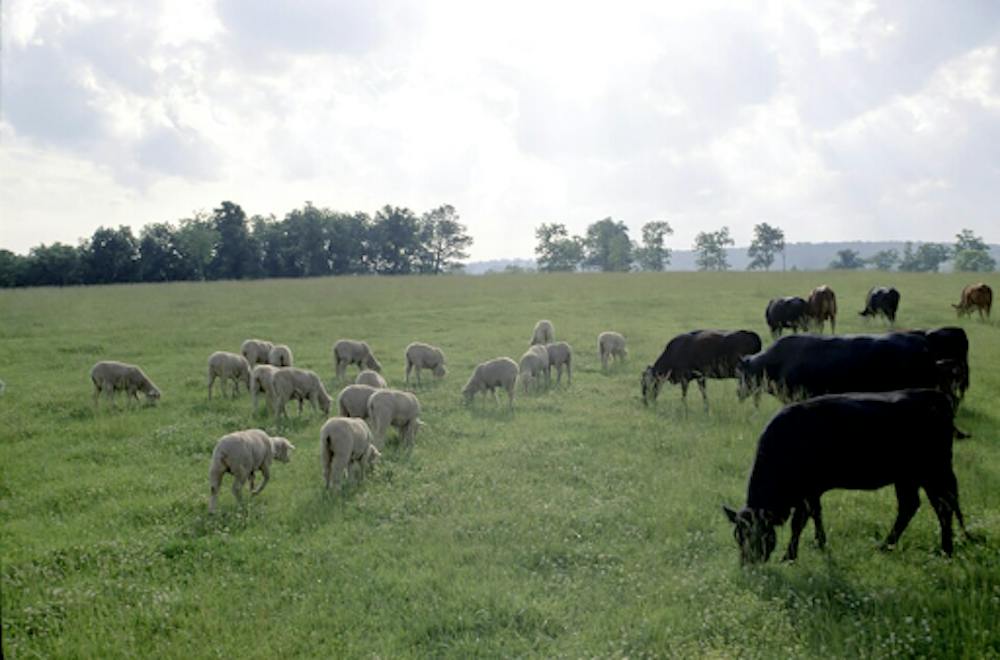 <p><em>Brazilian meat production fails to comply with the EU’s antimicrobial rules. (Photo courtesy of </em><a href="https://commons.wikimedia.org/wiki/File:Cattle_and_sheep.jpg" target=""><em>Wikimedia Commons</em></a><em>)</em></p>