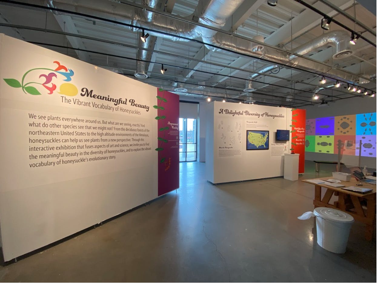 
‘Meaningful Beauty: The Vibrant Vocabulary of Honeysuckles’ exhibit (photo courtesy of Stephanie Shen/ Photo Editor)