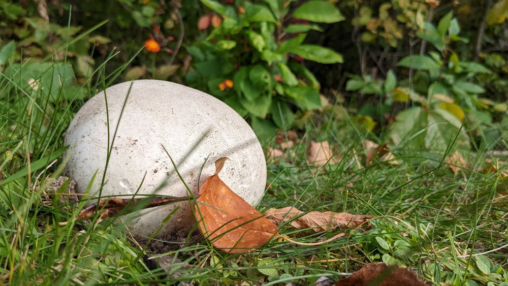 <p><em>These silly looking mushrooms are an easy first harvest for beginning foragers (Photo courtesy of Flickr / &quot;Giant Puffball&quot; by Courtney Calley. U.S. Fish and Wildlife Service. October 1, 2022).  ﻿</em></p>