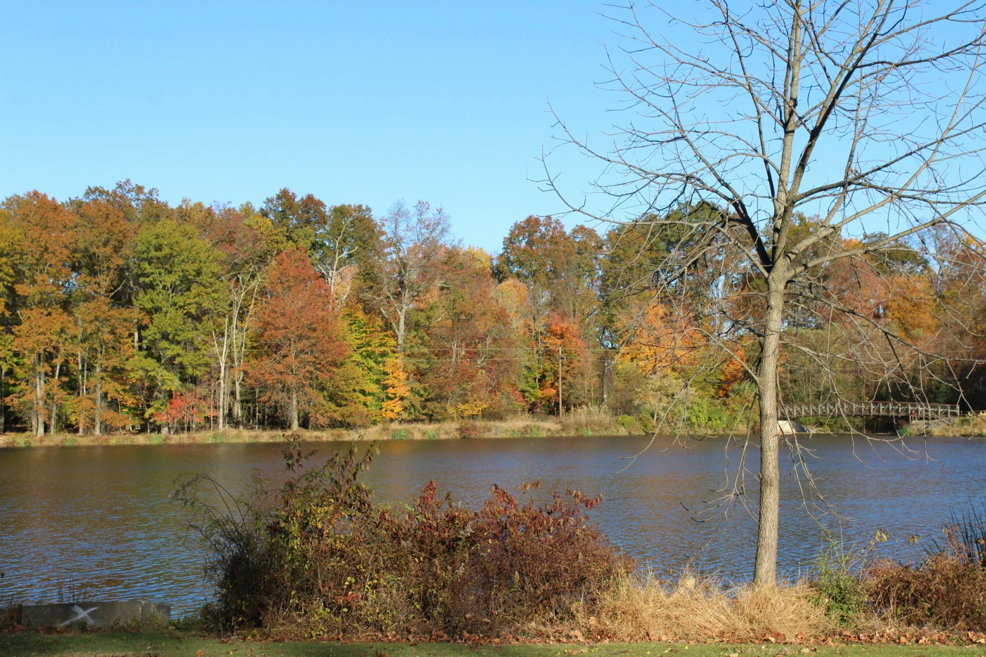 An osprey was spotted between Lake Ceva and Lake Sylva in April. (Photo by Elizabeth Gladstone)﻿