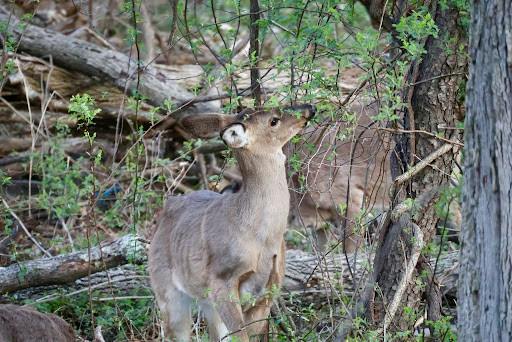 A buck was recently found injured on campus. (Photo by Erin Reilly / Social Media Manager)