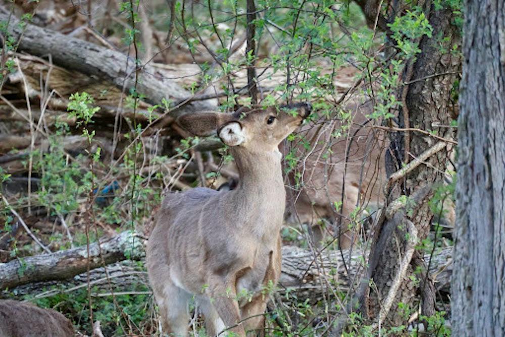 <p><em>A buck was recently found injured on campus. (Photo by Erin Reilly / Social Media Manager)</em></p>