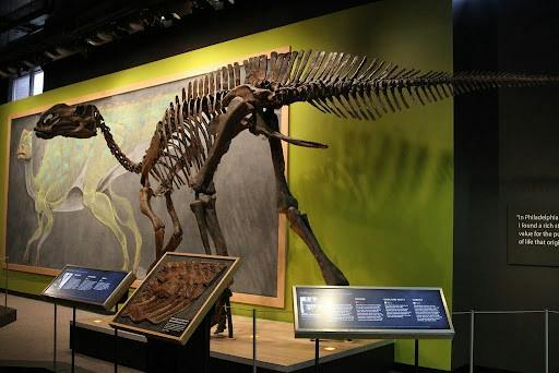 The Philadelphia Academy of Natural Sciences, the oldest natural science museum in all of the Americas, shared that their museum will be shutting down to the wider public. (Photo courtesy of Flickr)