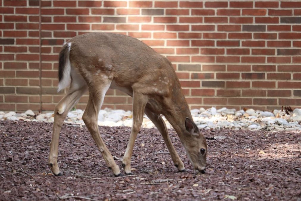 A campus fawn lolling on campus. (Photo by Brooke Zevon / Staff Photographer)