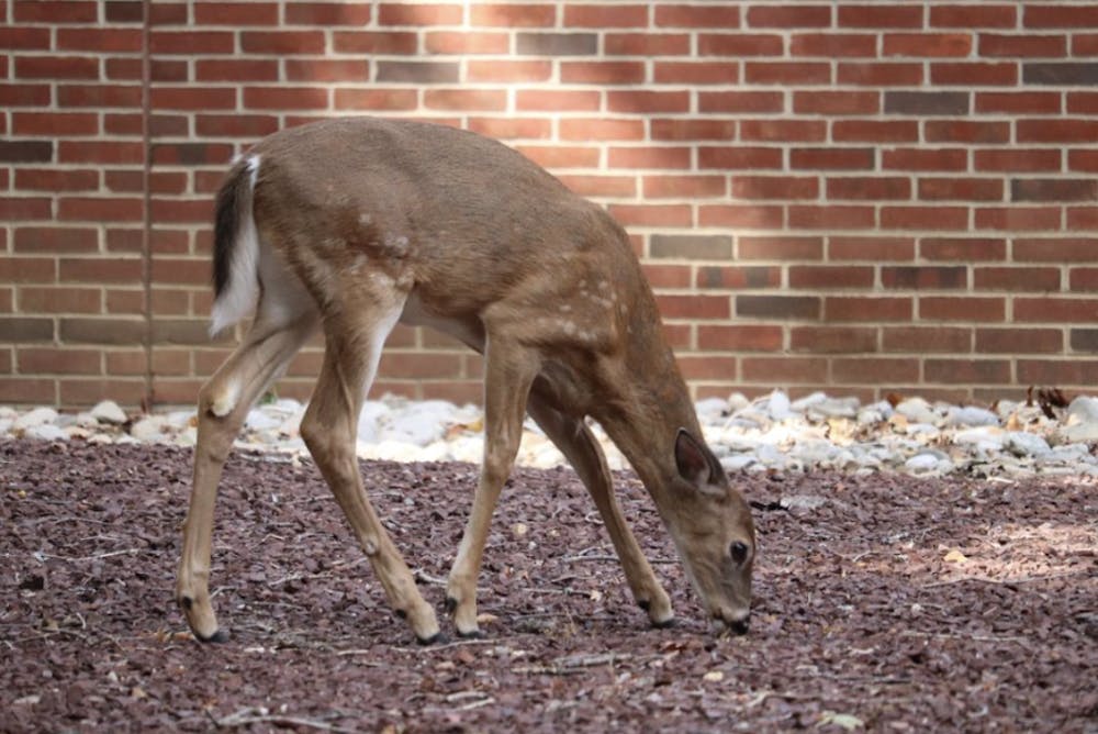 <p><em>A campus fawn lolling on campus. (Photo by Brooke Zevon / Staff Photographer)</em></p>