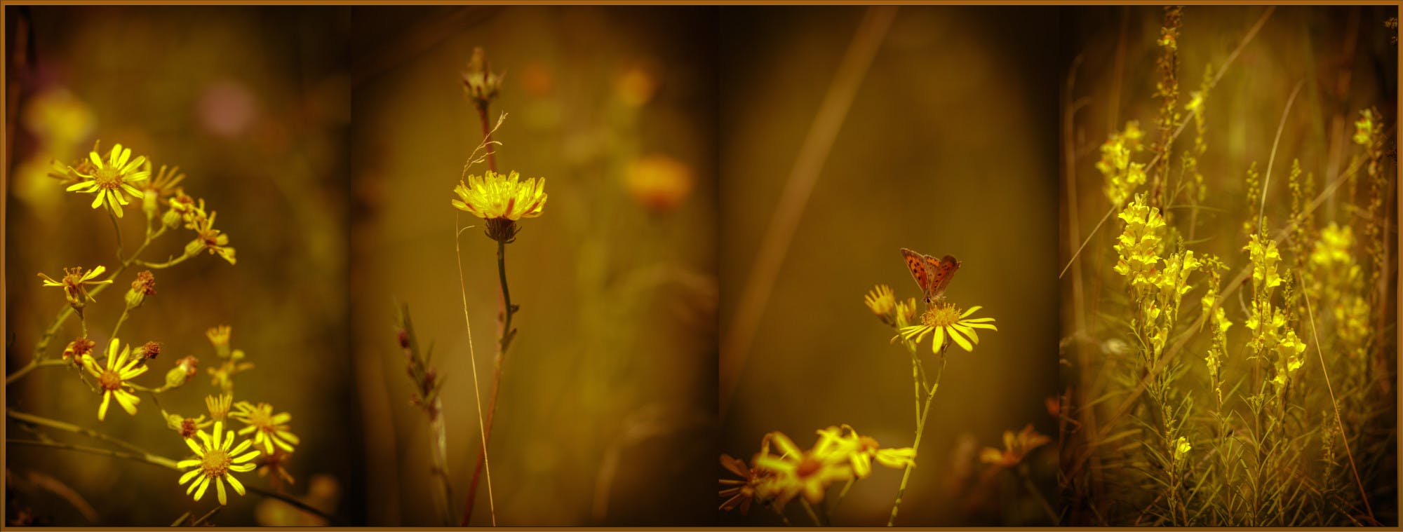 (Photo courtesy of Flickr / “Romantic Picture” by Robert Doloczki / September 22, 2016). 