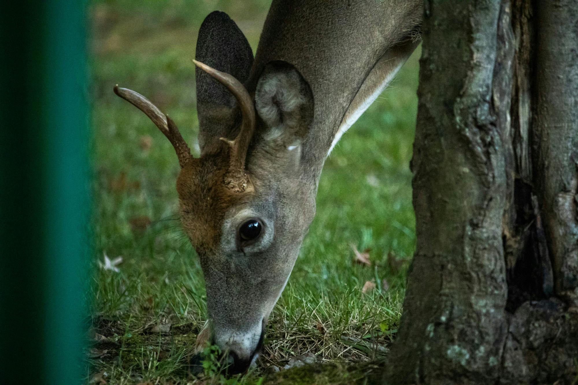 (Photo courtesy Shane Gillespie / Photo Editor)